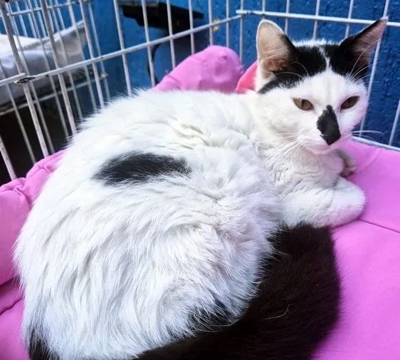 Gato raça SRD-ViraLata idade 2 a 6 meses nome MARTA MIMOSA