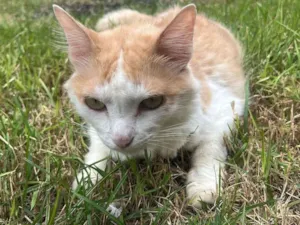 Gato raça SRD-ViraLata idade 2 a 6 meses nome Maria e pequeno 