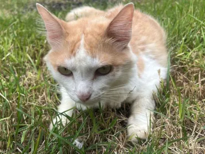 Gato raça SRD-ViraLata idade 2 a 6 meses nome Maria e pequeno 