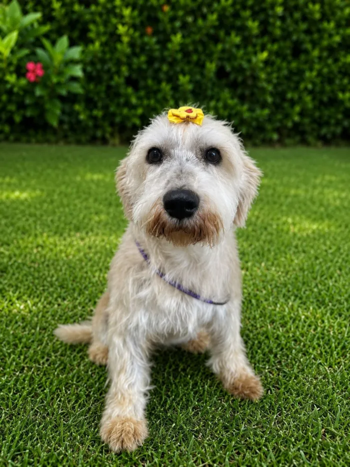 Cachorro raça SRD-ViraLata idade 5 anos nome Margot