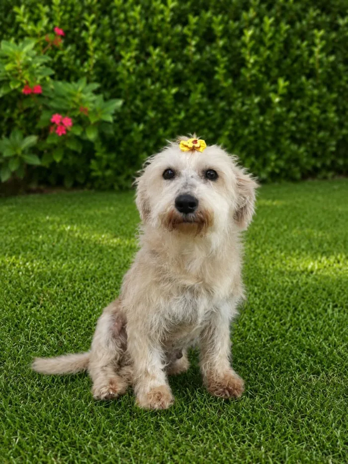 Cachorro raça SRD-ViraLata idade 5 anos nome Margot