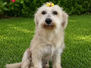 Cachorro raça SRD-ViraLata idade 5 anos nome Margot