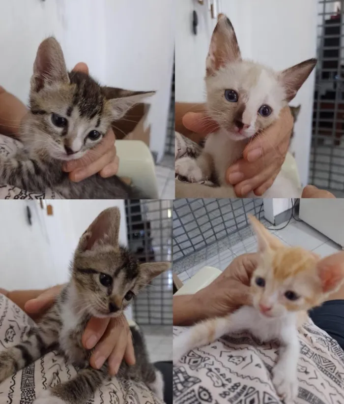 Gato raça SRD-ViraLata idade Abaixo de 2 meses nome Sem nome ainda