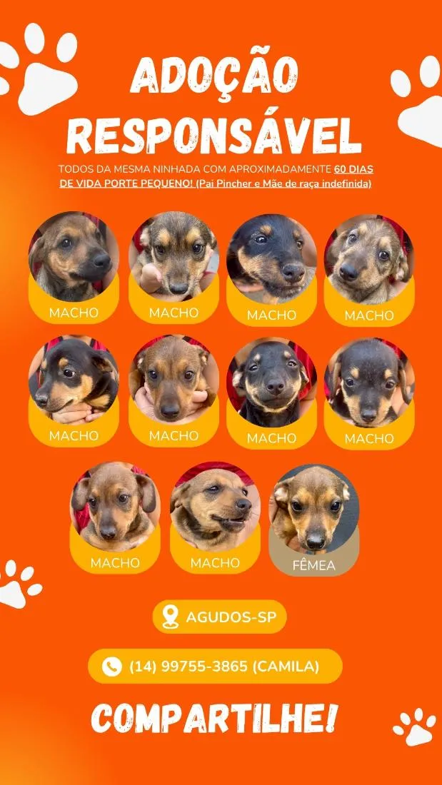 Cachorro raça SRD-ViraLata idade 2 a 6 meses nome filhotes