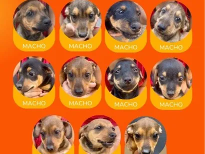 Cachorro raça SRD-ViraLata idade 2 a 6 meses nome filhotes