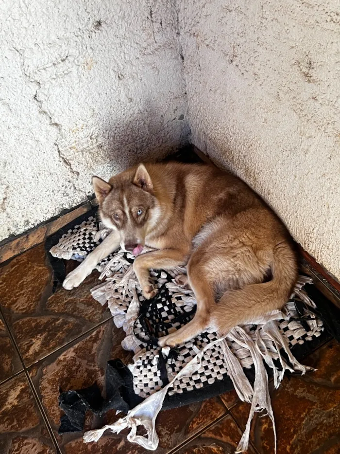 Cachorro raça SRD-ViraLata idade 1 ano nome Leoncio 