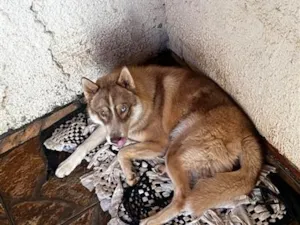 Cachorro raça SRD-ViraLata idade 1 ano nome Leoncio 