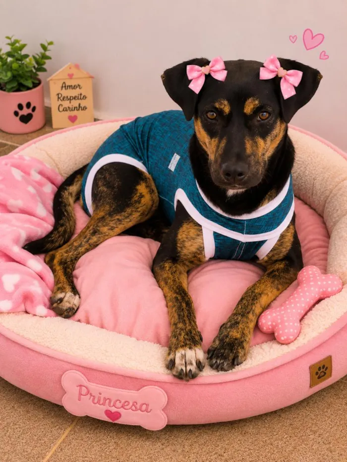 Cachorro raça SRD-ViraLata idade 7 a 11 meses nome Feiurinha
