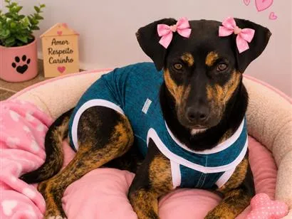 Cachorro raça SRD-ViraLata idade 7 a 11 meses nome Feiurinha