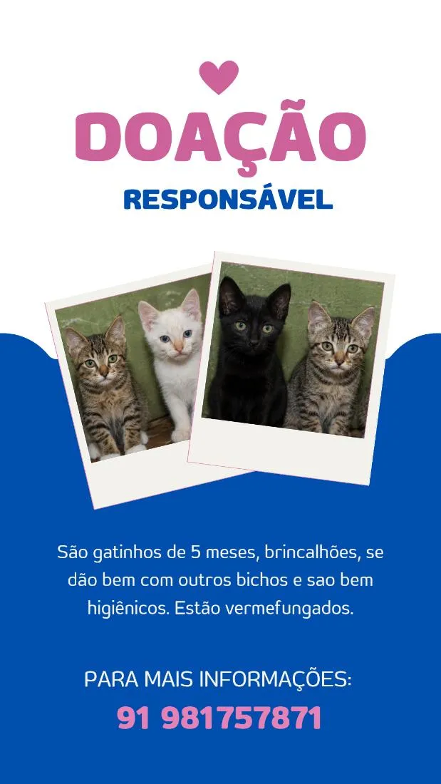 Gato raça SRD-ViraLata idade 2 a 6 meses nome sem nome ainda 
