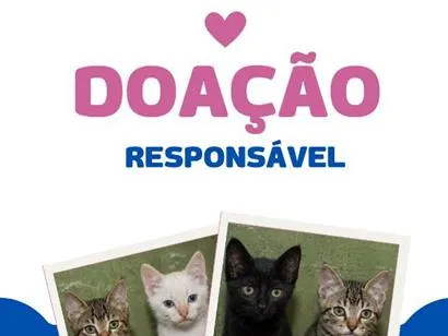 Gato raça SRD-ViraLata idade 2 a 6 meses nome sem nome ainda 