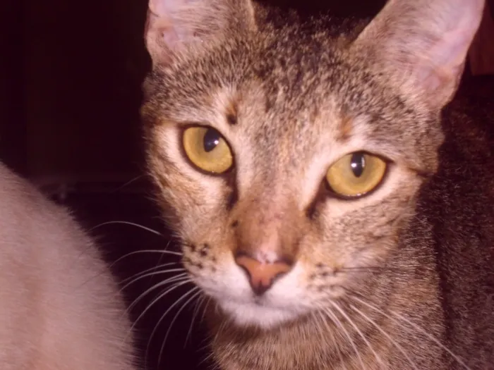 Gato raça SRD-ViraLata idade 2 a 6 meses nome sem nome 