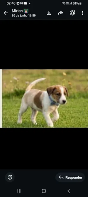 Cachorro raça SRD-ViraLata idade Abaixo de 2 meses nome bob