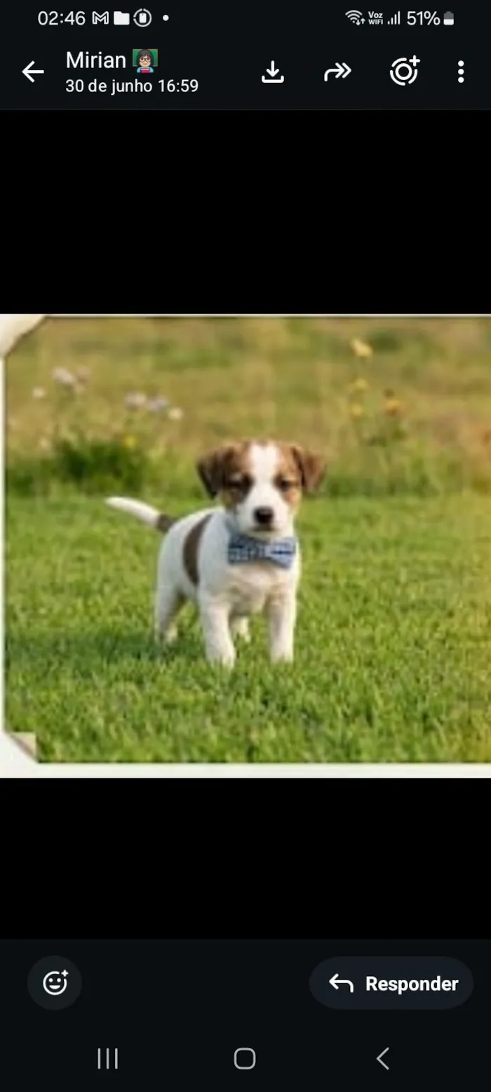 Cachorro raça SRD-ViraLata idade Abaixo de 2 meses nome bob