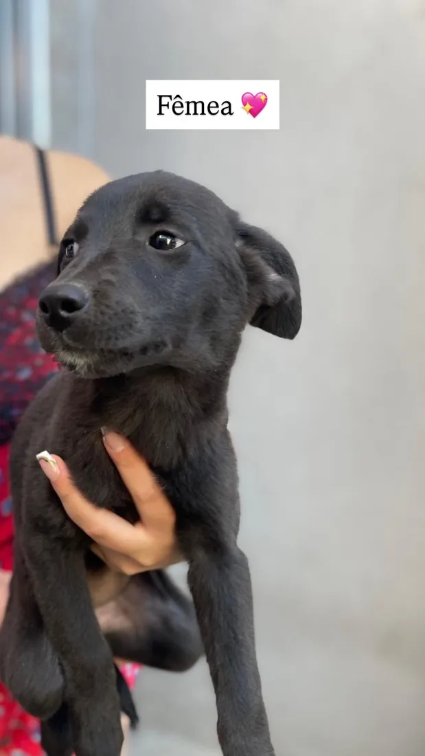 Cachorro raça SRD-ViraLata idade 2 a 6 meses nome Não tem 