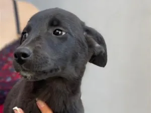 Cachorro raça SRD-ViraLata idade 2 a 6 meses nome Não tem 