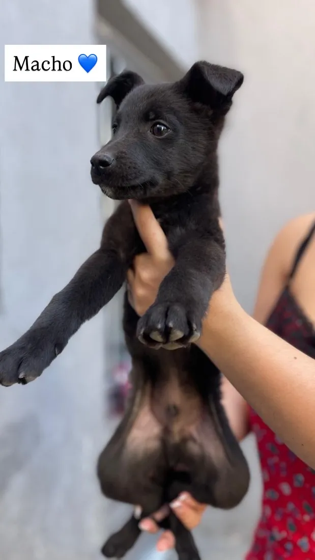 Cachorro raça SRD-ViraLata idade 2 a 6 meses nome Não tem