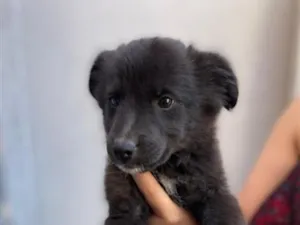 Cachorro raça SRD-ViraLata idade 2 a 6 meses nome Não tem 