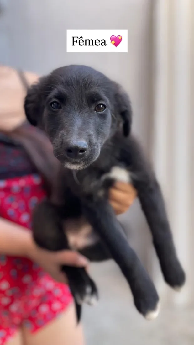 Cachorro raça SRD-ViraLata idade 2 a 6 meses nome Não tem 