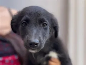 Cachorro raça SRD-ViraLata idade 2 a 6 meses nome Não tem 