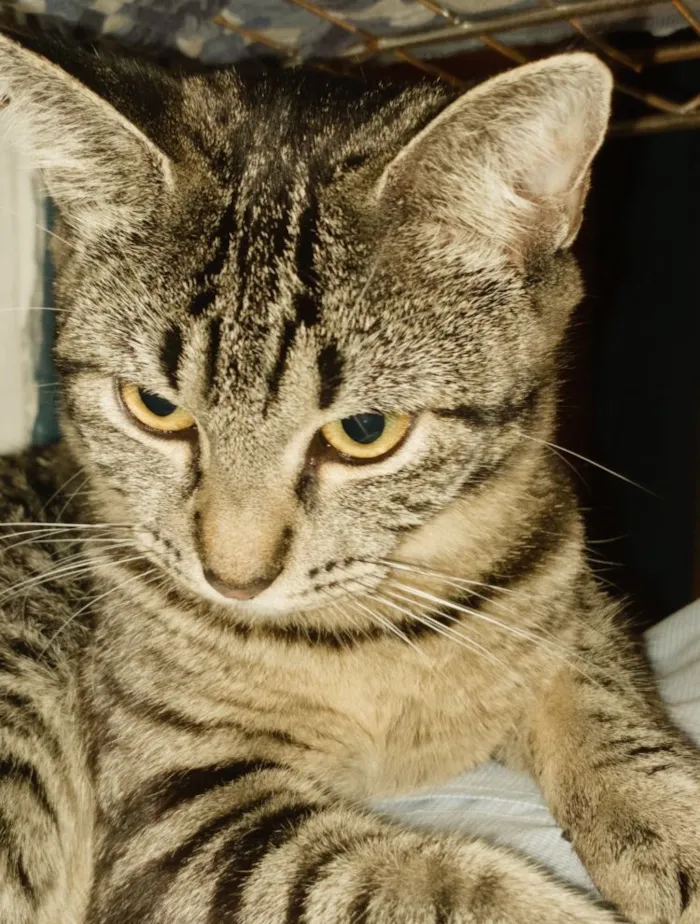 Gato raça SRD-ViraLata idade 1 ano nome Ylva / Thorfin 