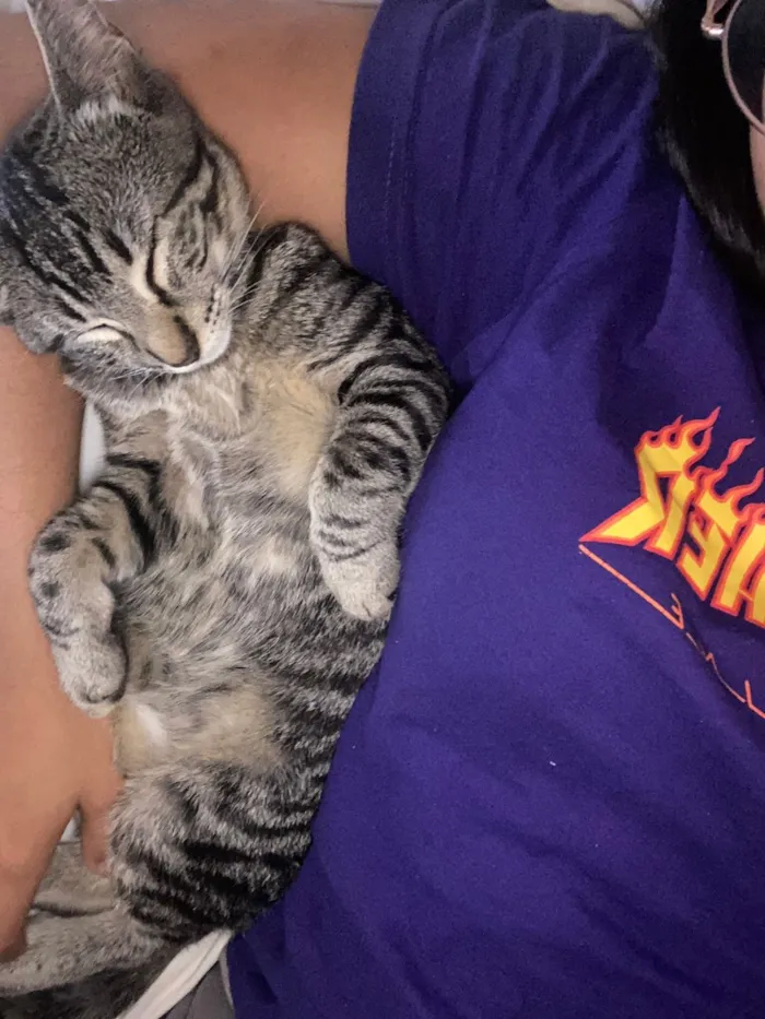 Gato raça SRD-ViraLata idade 1 ano nome Ylva / Thorfin 