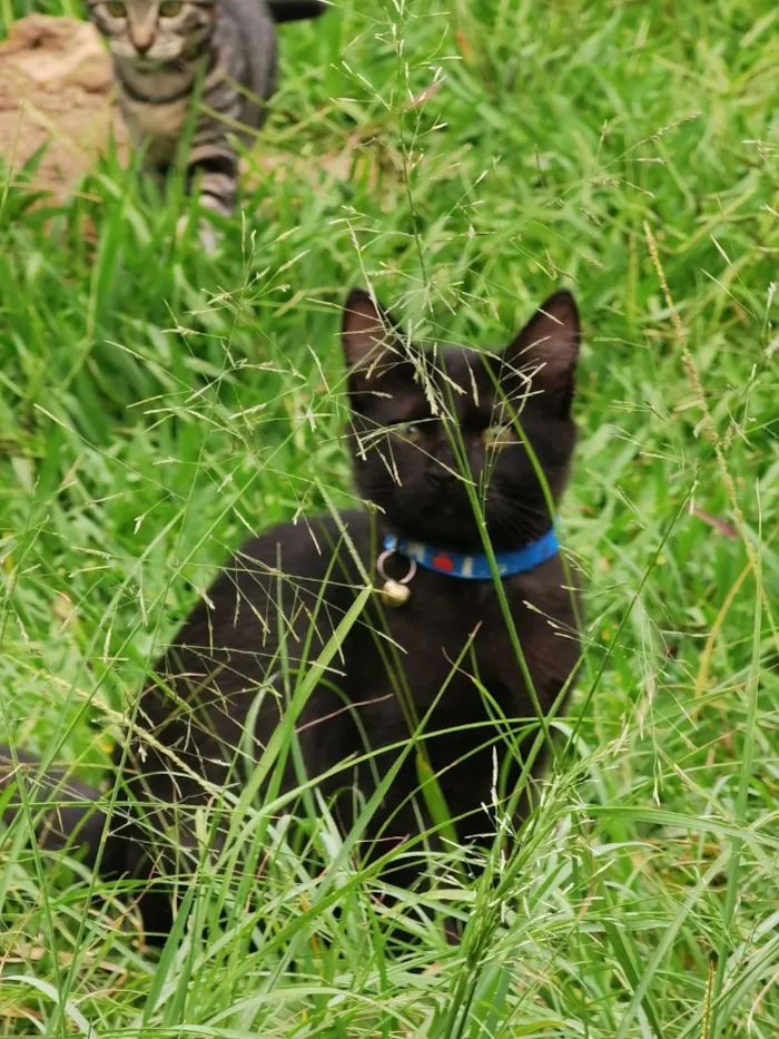 Gato raça SRD-ViraLata idade 1 ano nome Ylva / Thorfin 