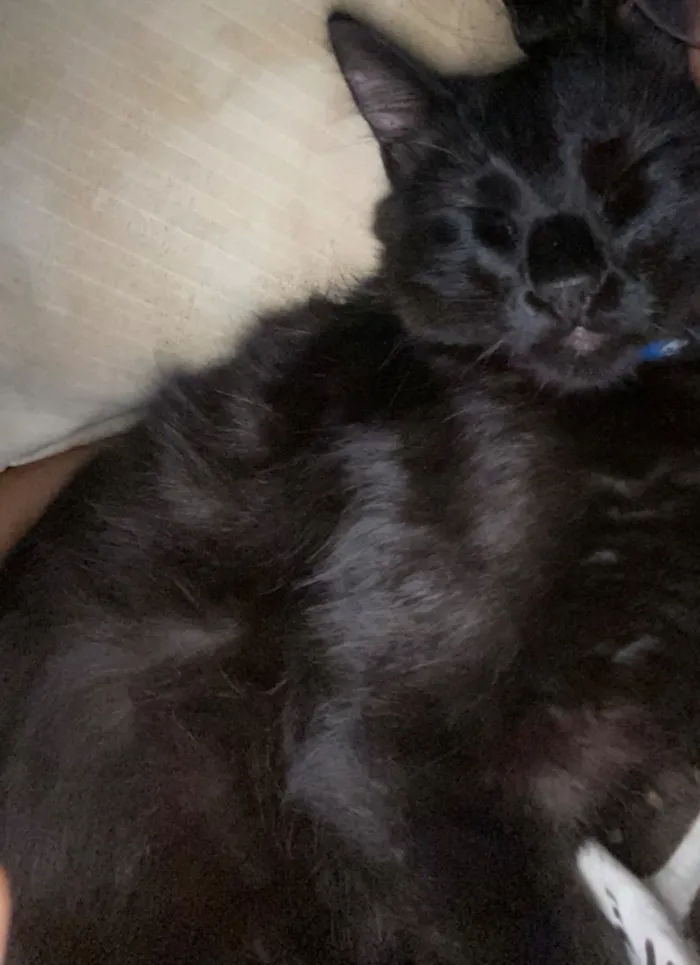 Gato raça SRD-ViraLata idade 1 ano nome Ylva / Thorfin 