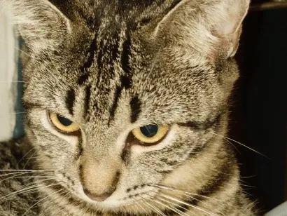 Gato raça SRD-ViraLata idade 1 ano nome Ylva / Thorfin 