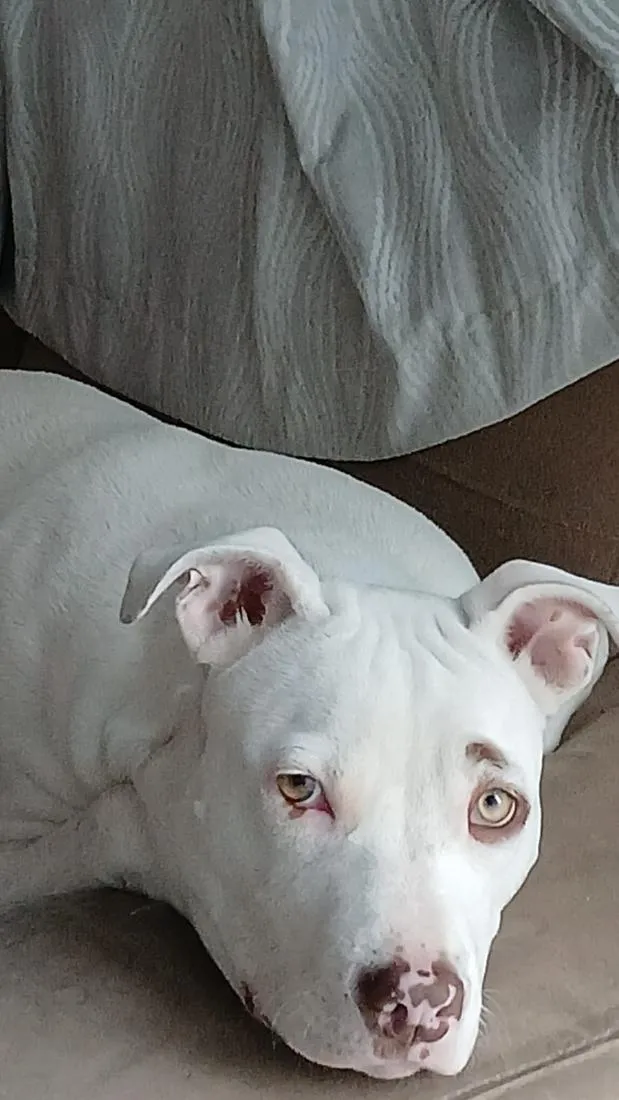 Cachorro raça SRD-ViraLata idade 1 ano nome megy