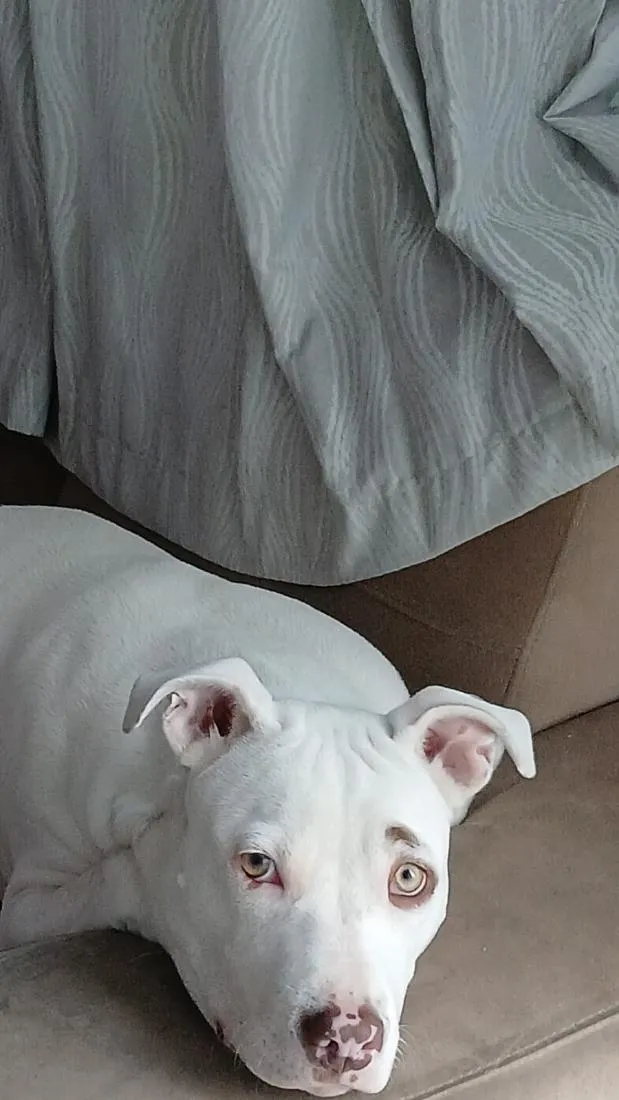 Cachorro raça SRD-ViraLata idade 1 ano nome megy