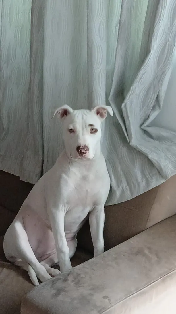 Cachorro raça SRD-ViraLata idade 1 ano nome megy