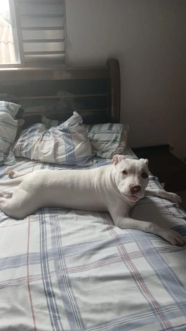 Cachorro raça SRD-ViraLata idade 1 ano nome megy