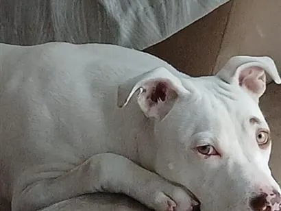 Cachorro raça SRD-ViraLata idade 1 ano nome megy