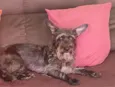 Mônica 