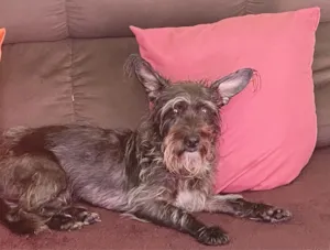 Cachorro raça SRD-ViraLata idade 2 a 6 meses nome Mônica 