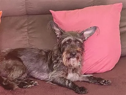 Cachorro raça SRD-ViraLata idade 2 a 6 meses nome Mônica 