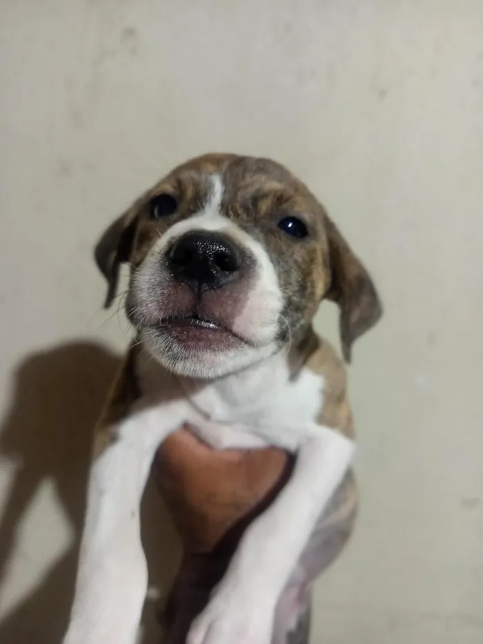 Cachorro raça Pit-Bull idade 2 a 6 meses nome sem nome 