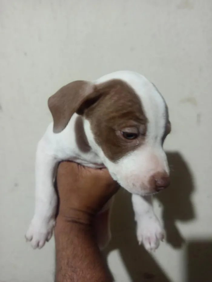 Cachorro raça Pit-Bull idade 2 a 6 meses nome s nome 
