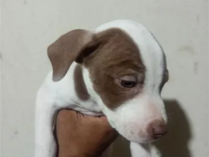 Cachorro raça Pit-Bull idade 2 a 6 meses nome s nome 