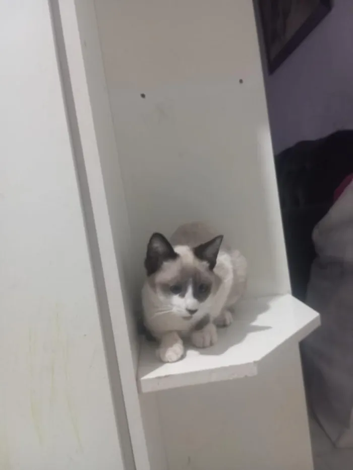 Gato raça SRD-ViraLata idade 1 ano nome branquinha 