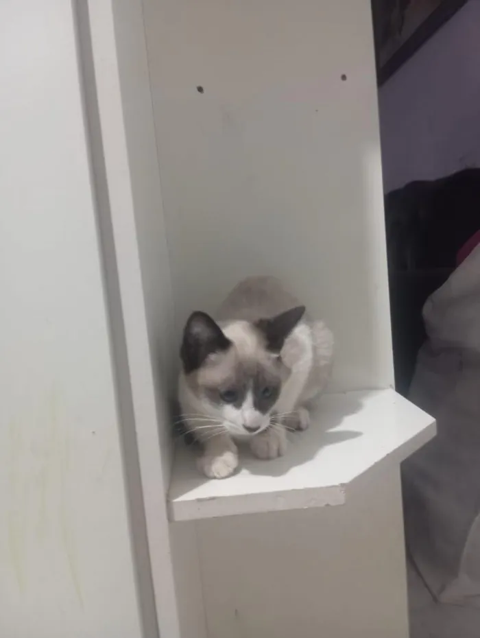 Gato raça SRD-ViraLata idade 1 ano nome branquinha 