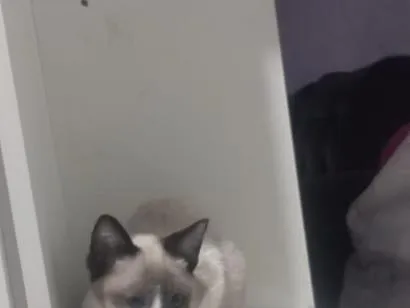 Gato raça SRD-ViraLata idade 1 ano nome branquinha 