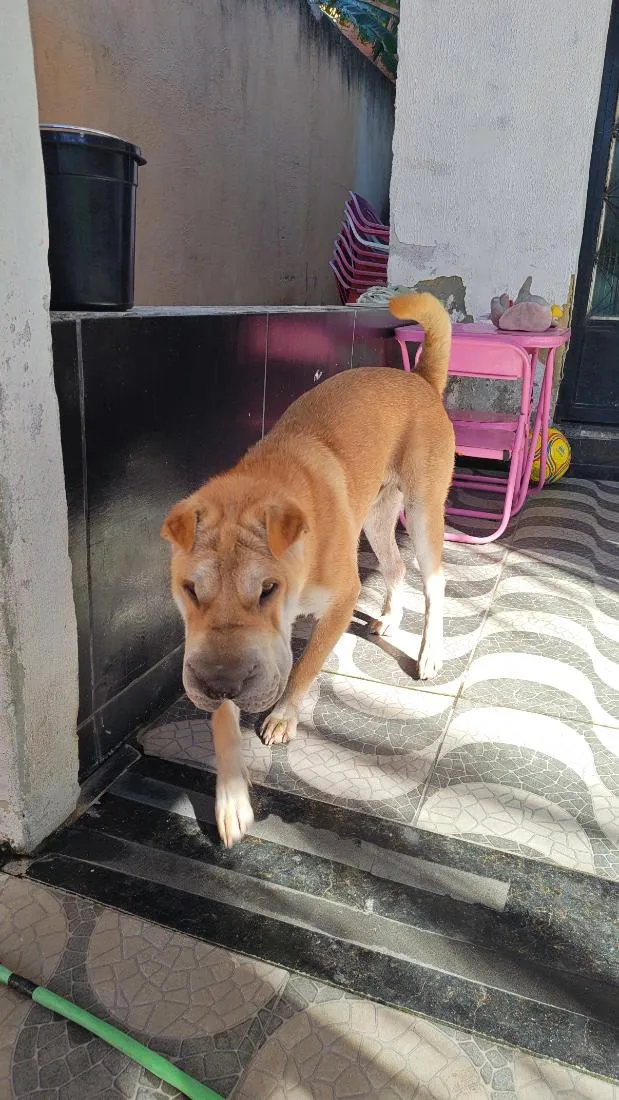 Cachorro raça SHARPEI idade 7 a 11 meses nome Ducky
