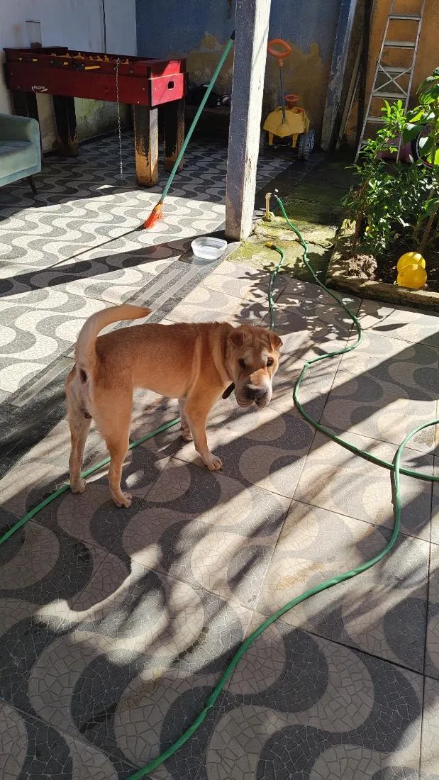 Cachorro raça SHARPEI idade 7 a 11 meses nome Ducky