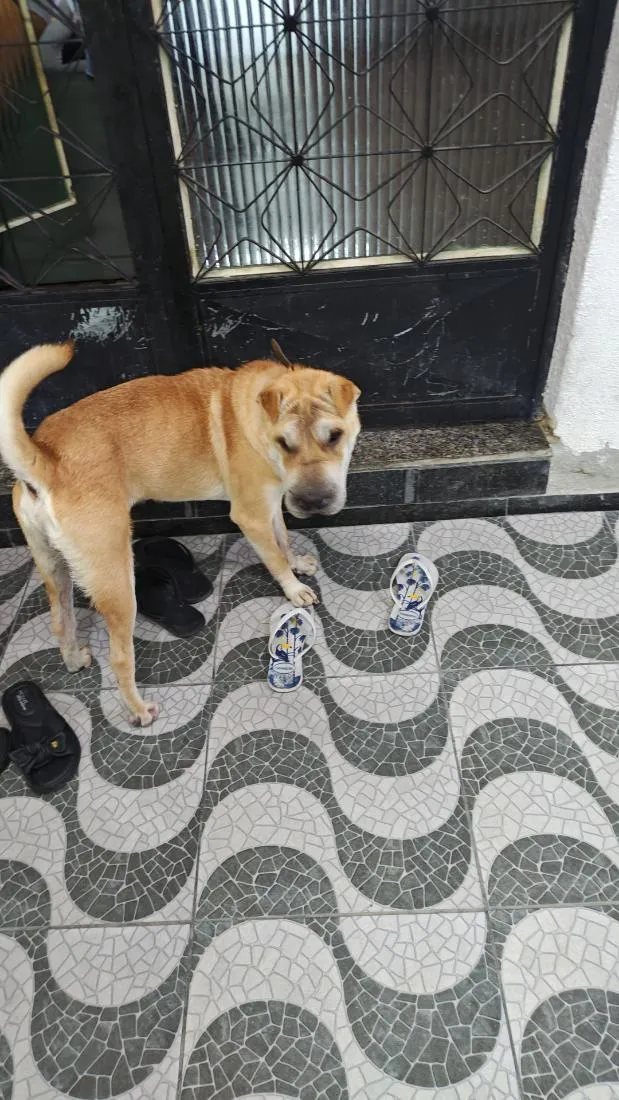 Cachorro raça SHARPEI idade 7 a 11 meses nome Ducky