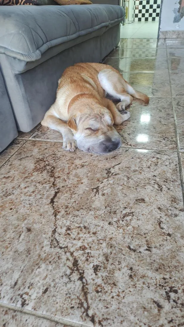 Cachorro raça SHARPEI idade 7 a 11 meses nome Ducky