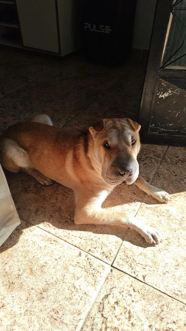 Cachorro raça SHARPEI idade 7 a 11 meses nome Ducky