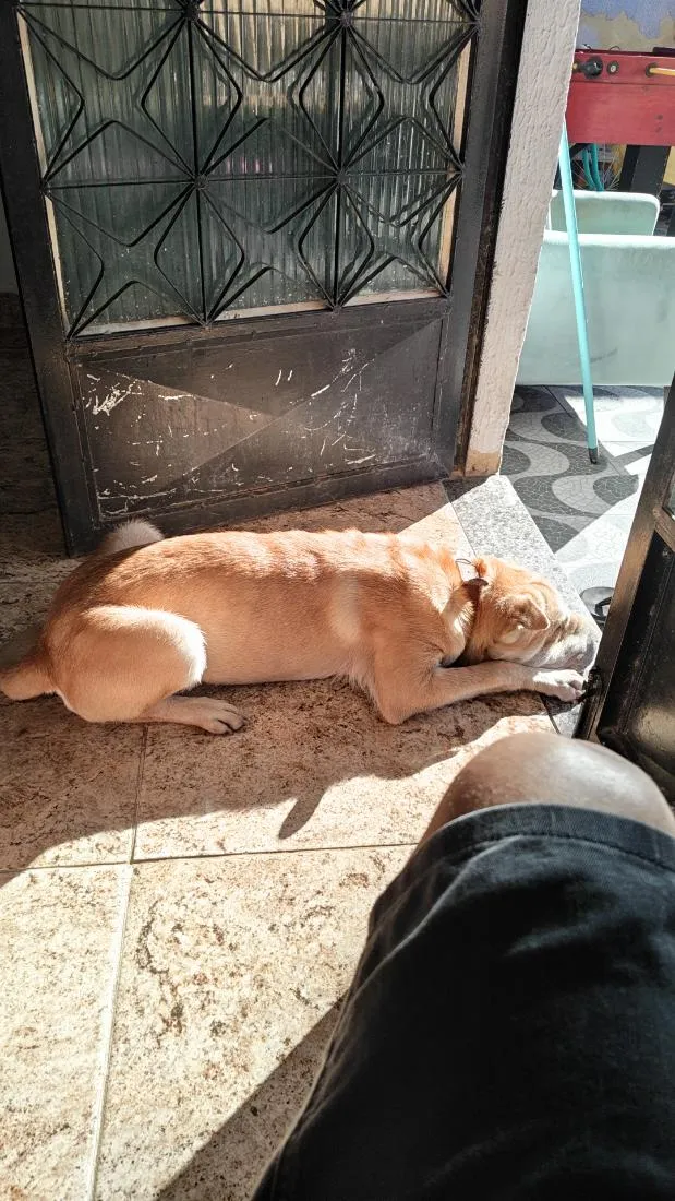 Cachorro raça SHARPEI idade 7 a 11 meses nome Ducky