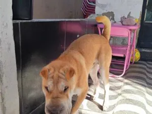 Cachorro raça SHARPEI idade 7 a 11 meses nome Ducky